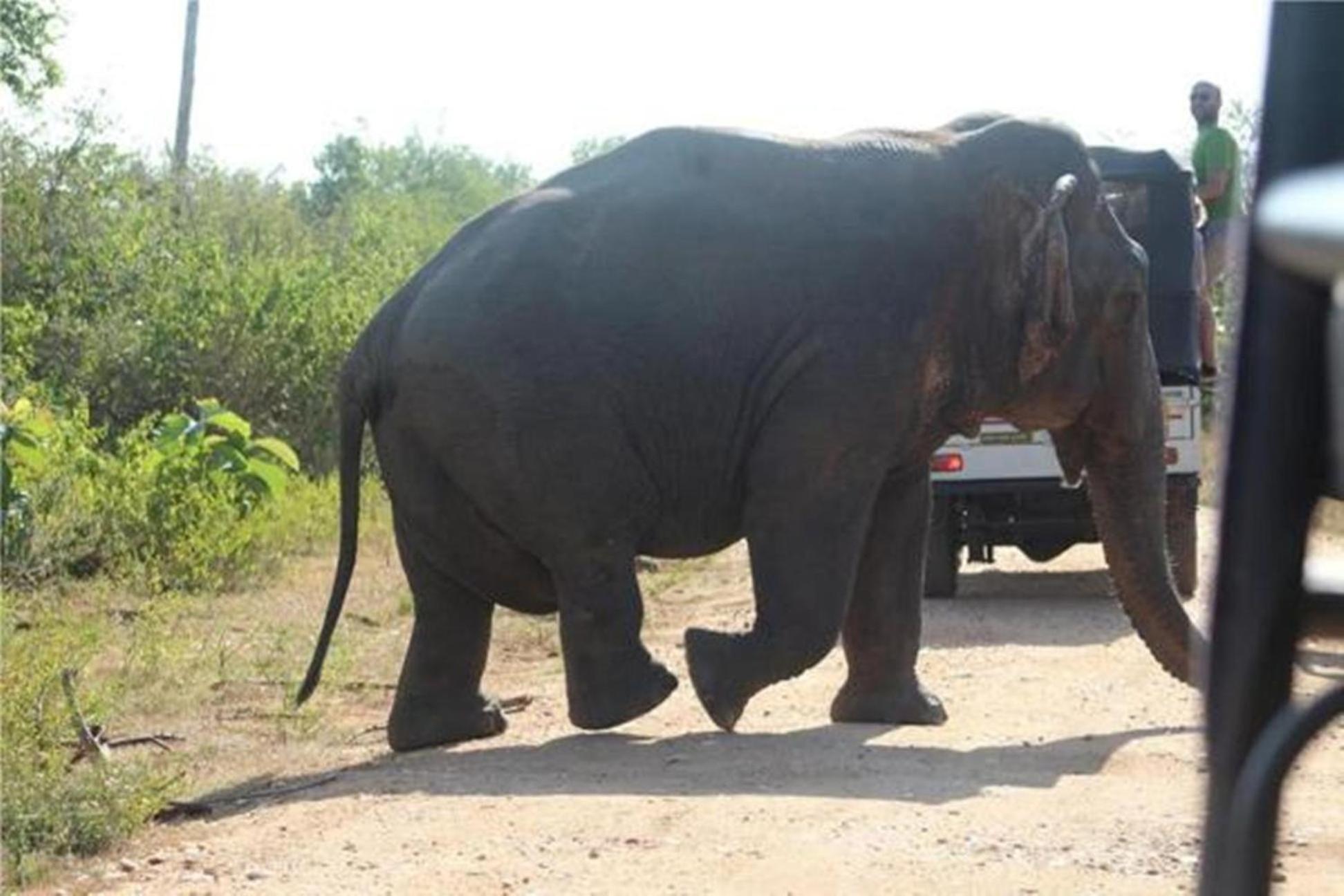 Four Seasons Safari Resort Udawalawa อุดาวาลาเว ภายนอก รูปภาพ